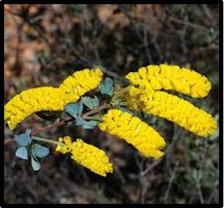 Acacia drummondii subsp. candolleana