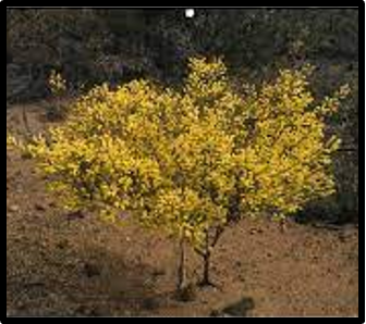Acacia drummondii subsp. candolleana