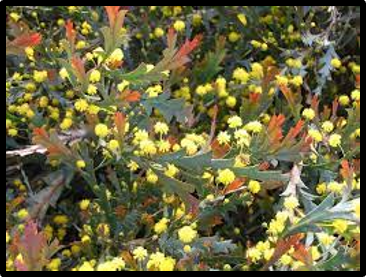 Acacia glaucoptera