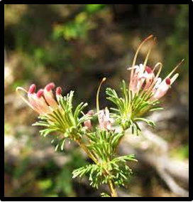 Adenanthos meisneri