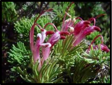 Adenanthos meisneri