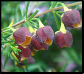 Boronia megastigma
