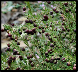 Boronia megastigma