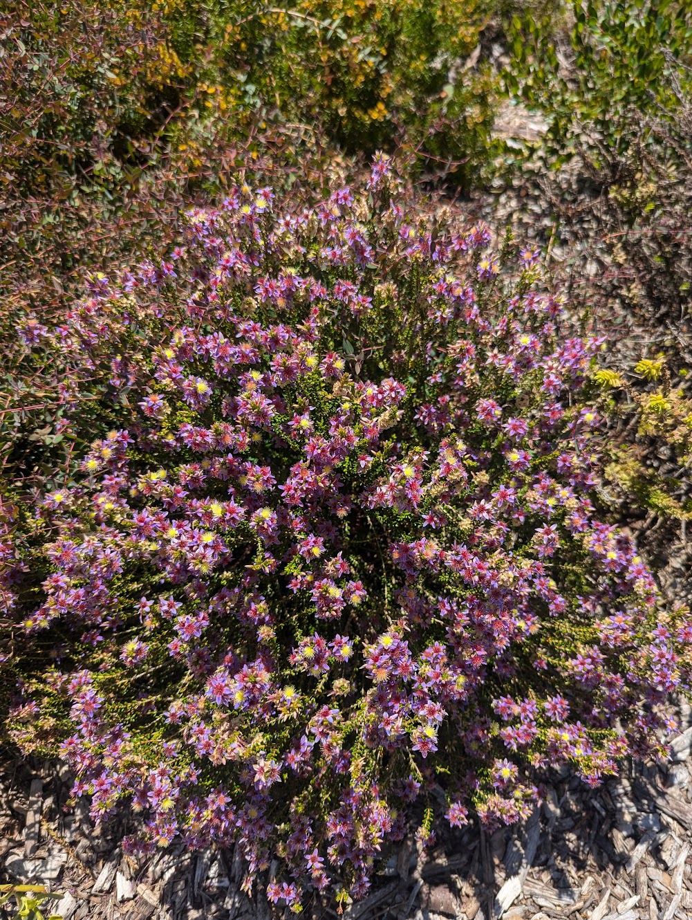 Calytrix purpurea