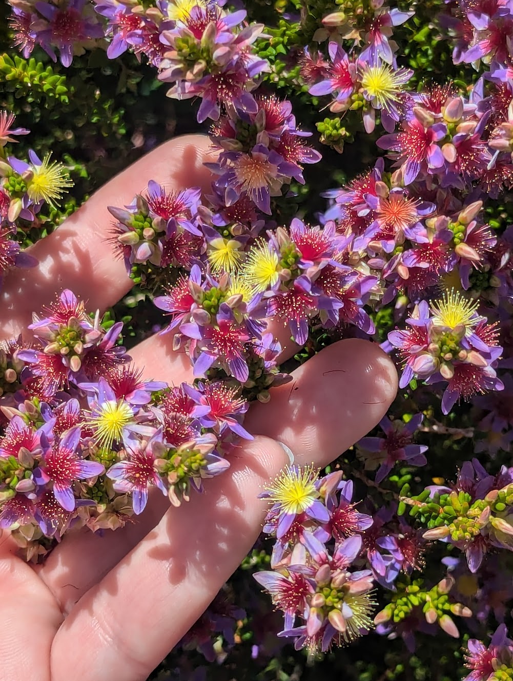 Calytrix purpurea