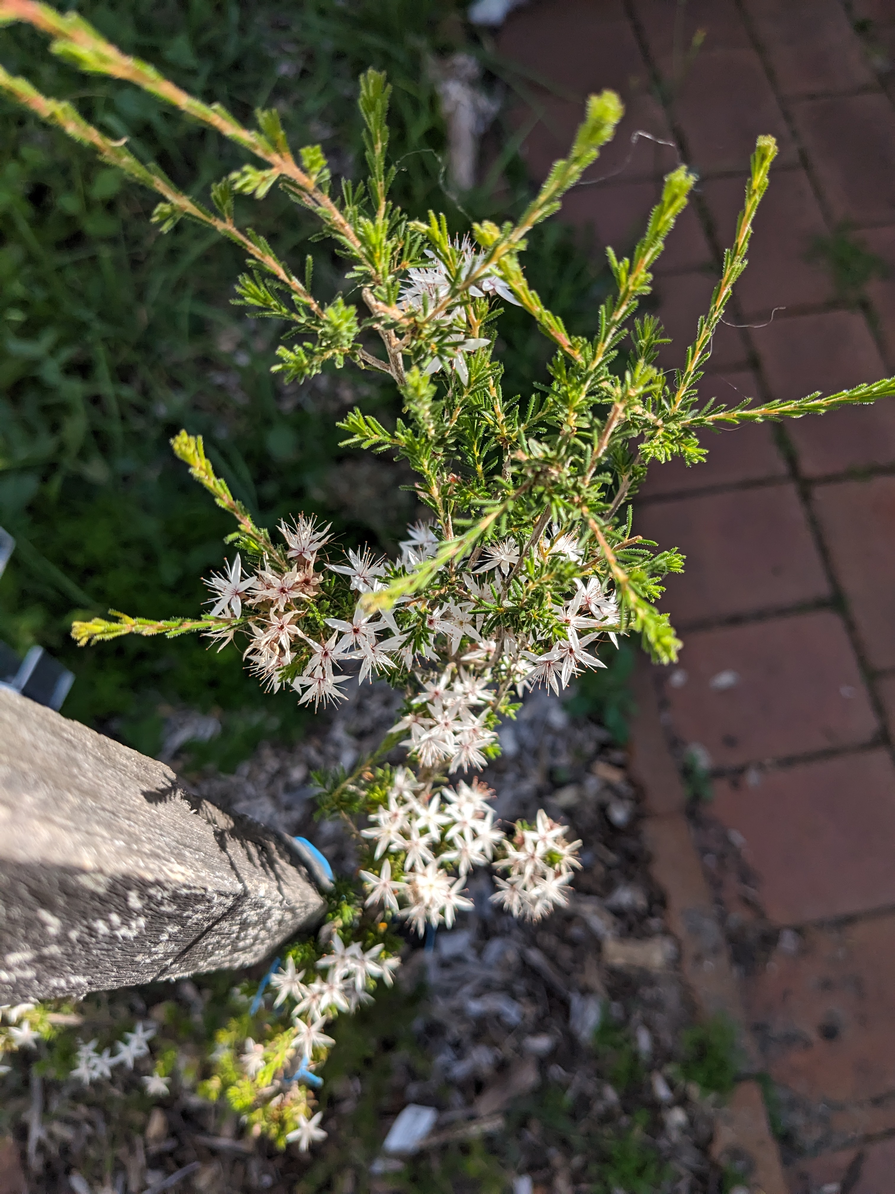 Calytrix tetragona White Spire