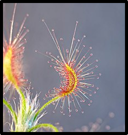 Drosera scorpioides
