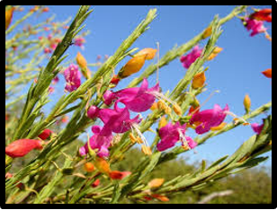 Eremophila racemosa