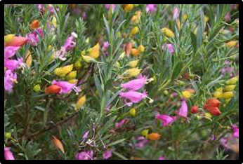 Eremophila racemosa