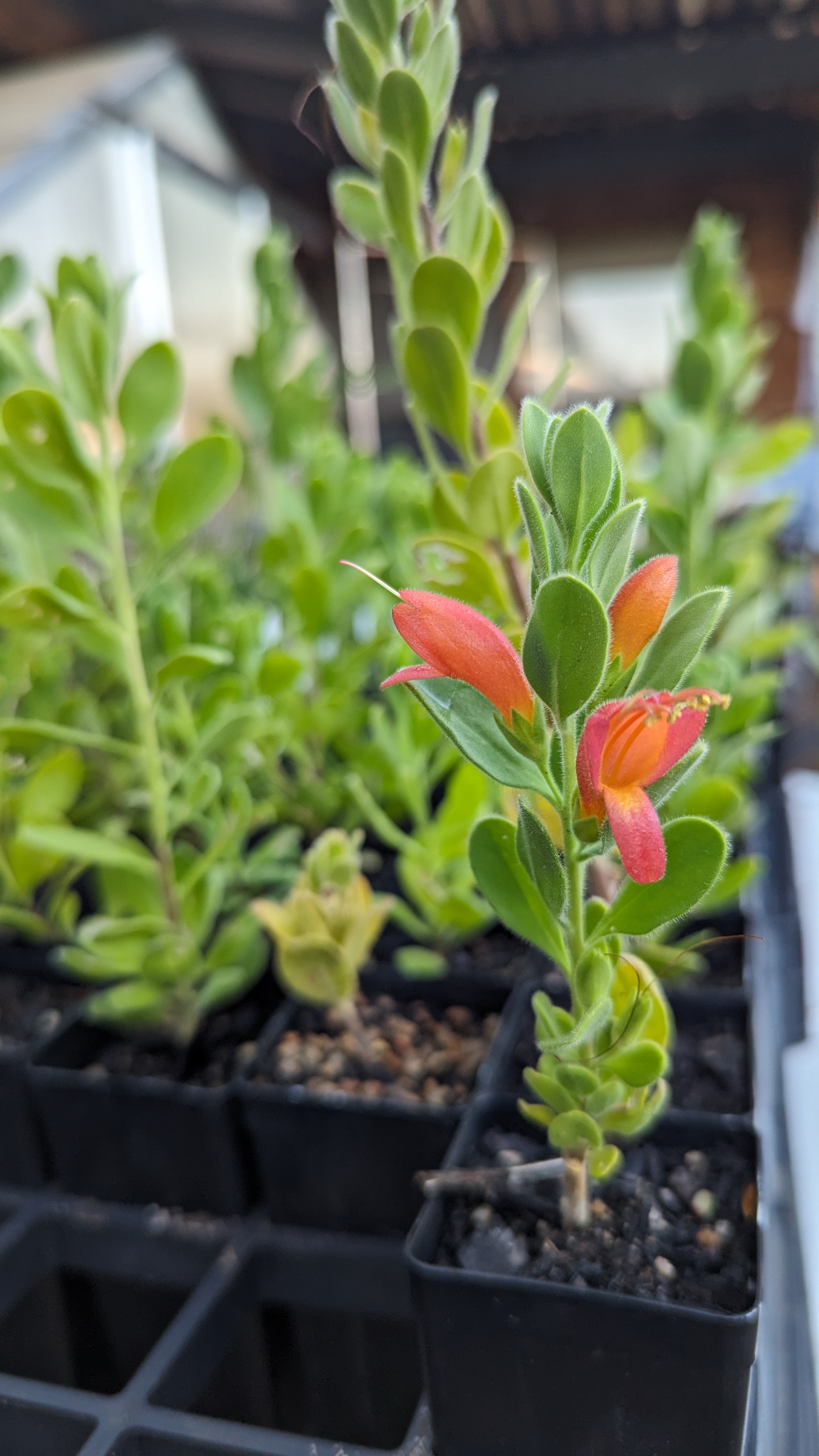Eremophila splendens
