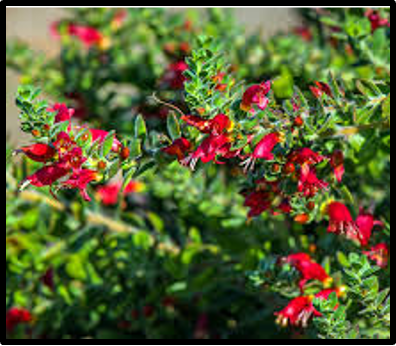 Eremophila splendens