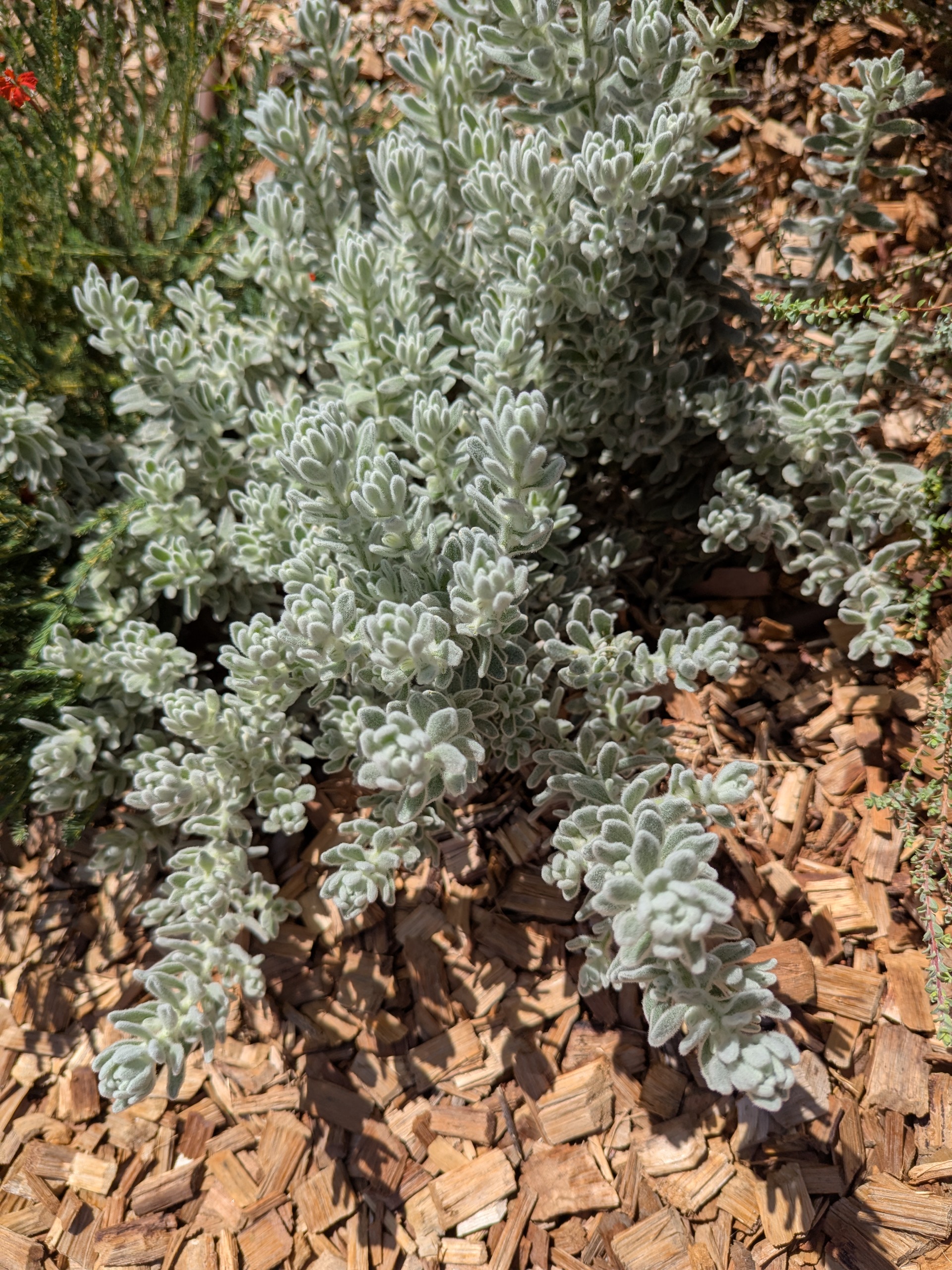 Eremophila subfloccosa var. lanata