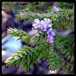 Eremophila ternifolia