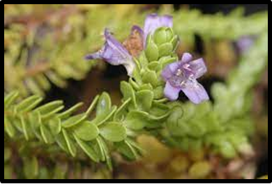 Eremophila ternifolia