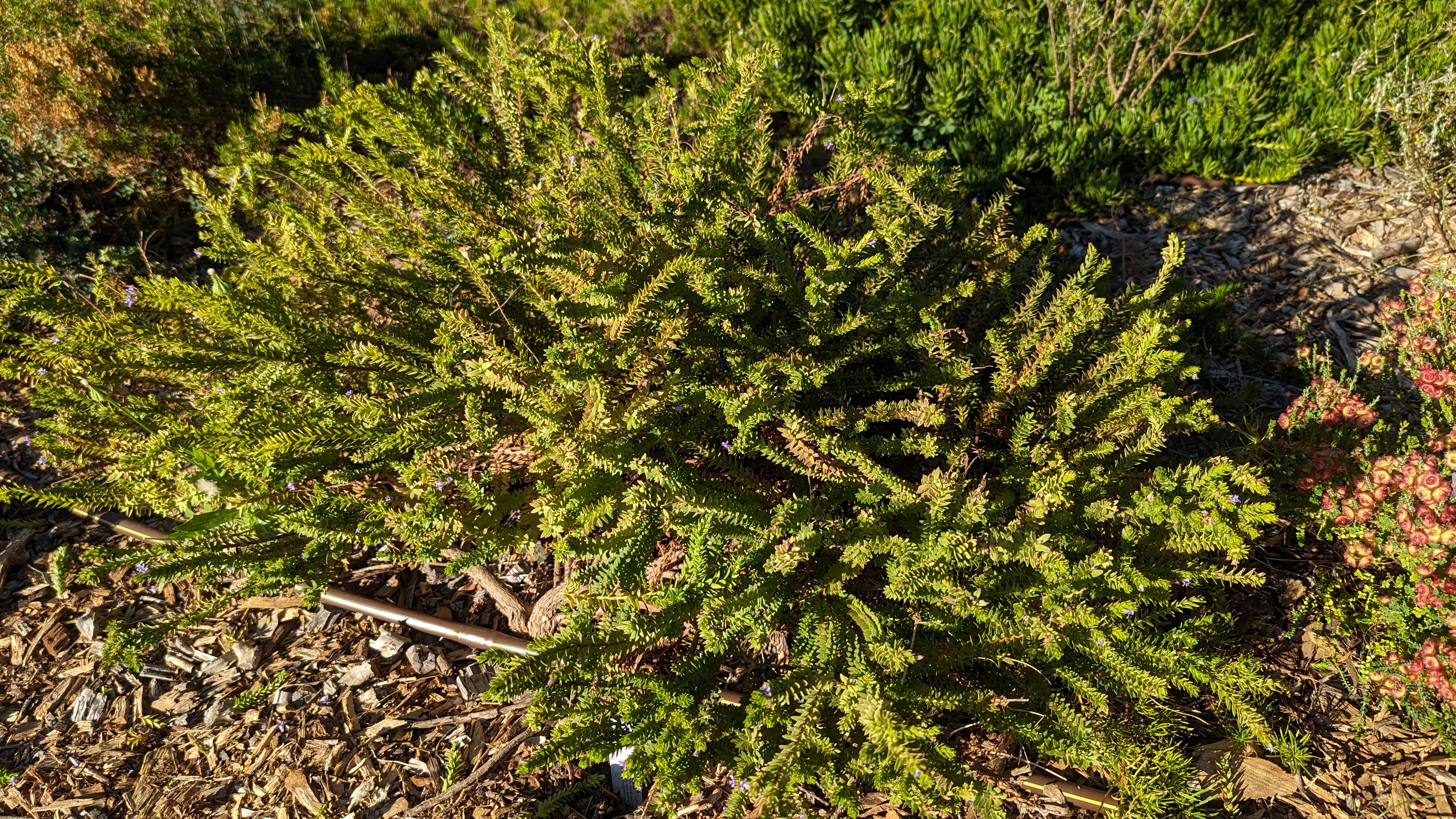 Eremophila ternifolia