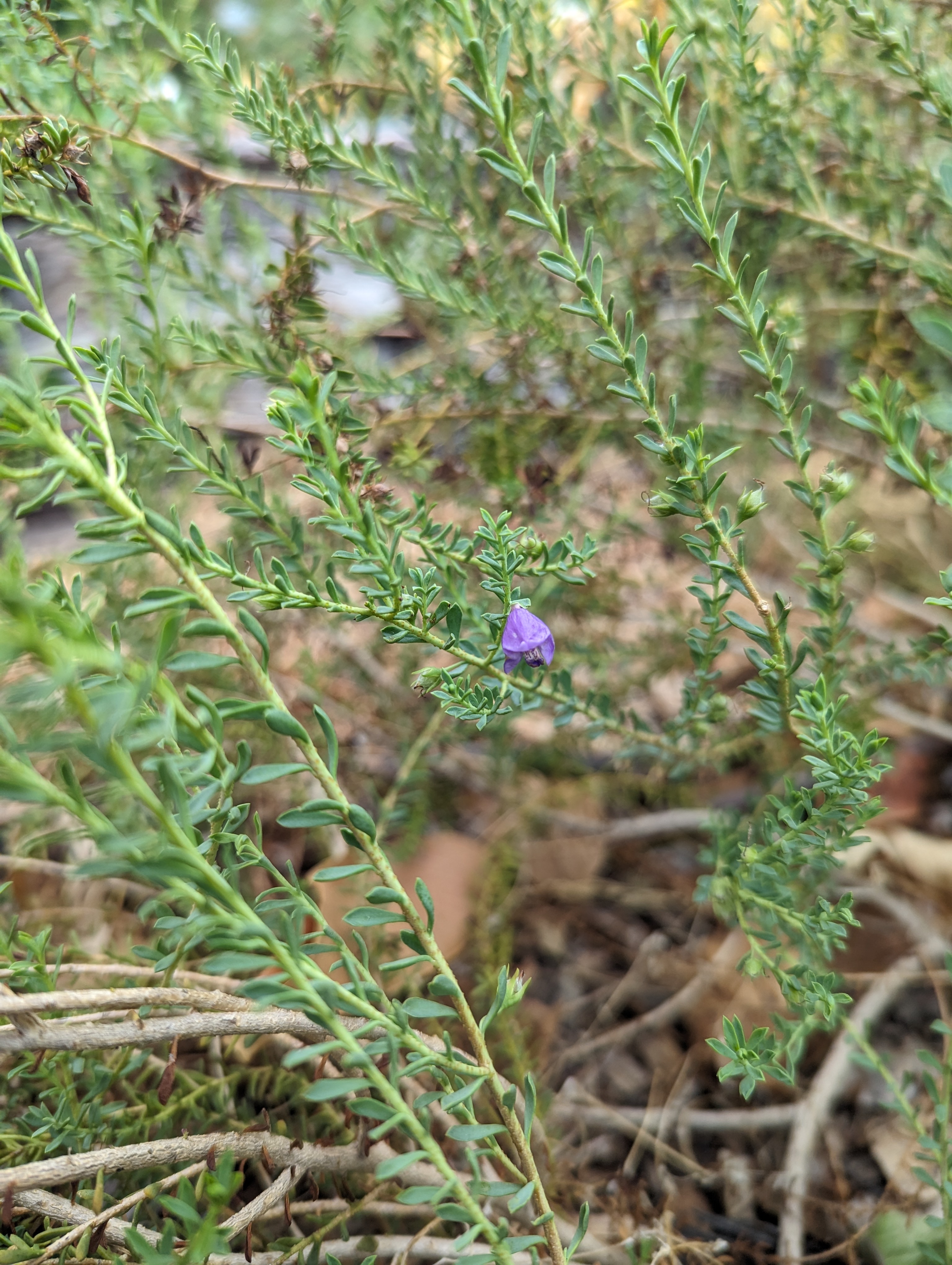Eremophila weldii