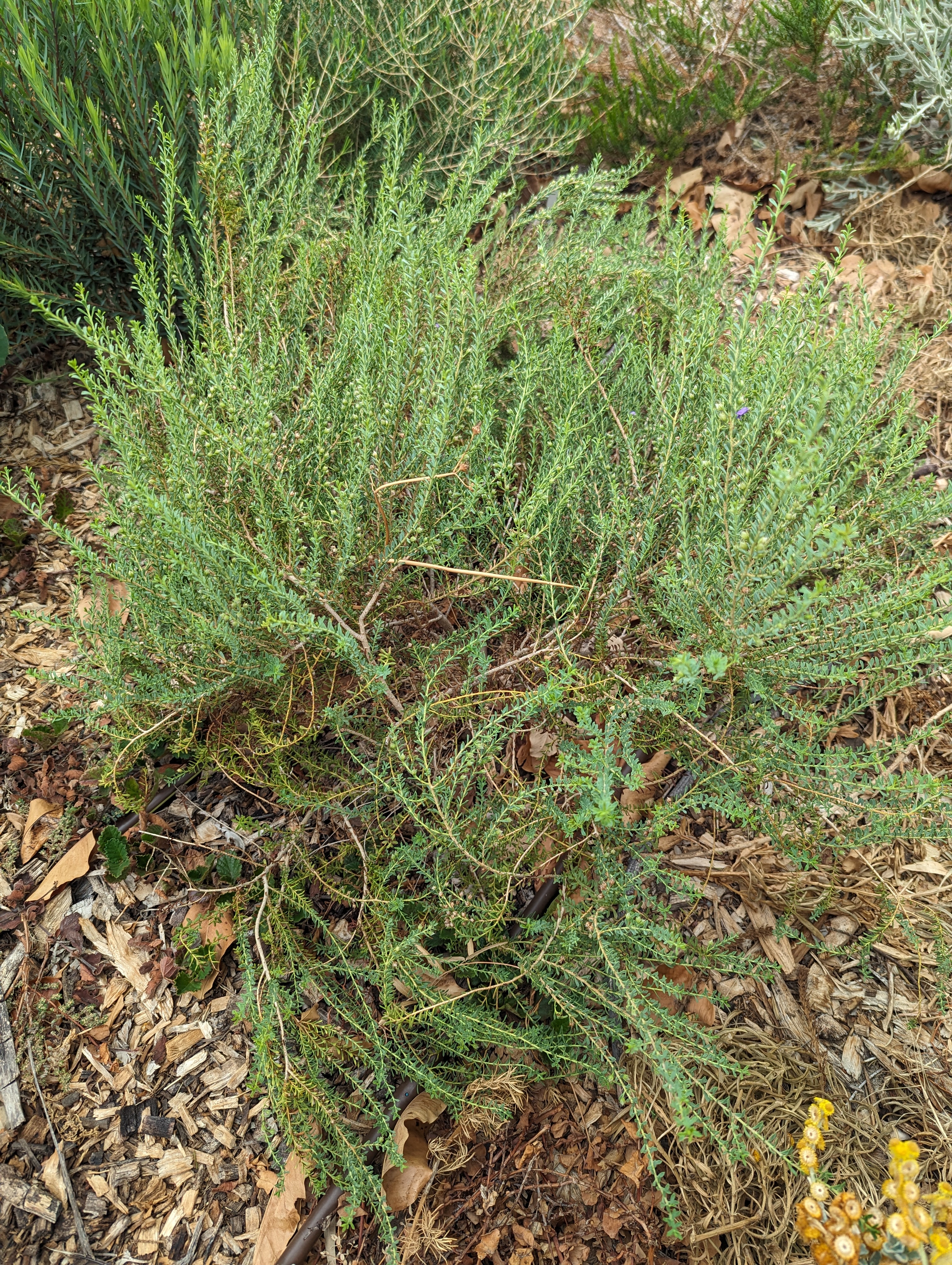 Eremophila weldii