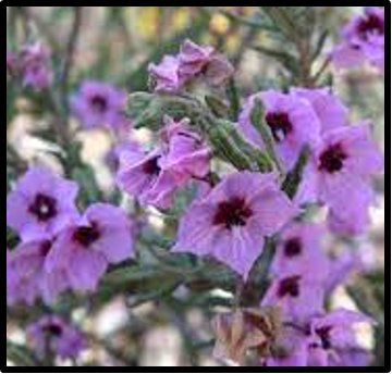 Guichenotia macrantha