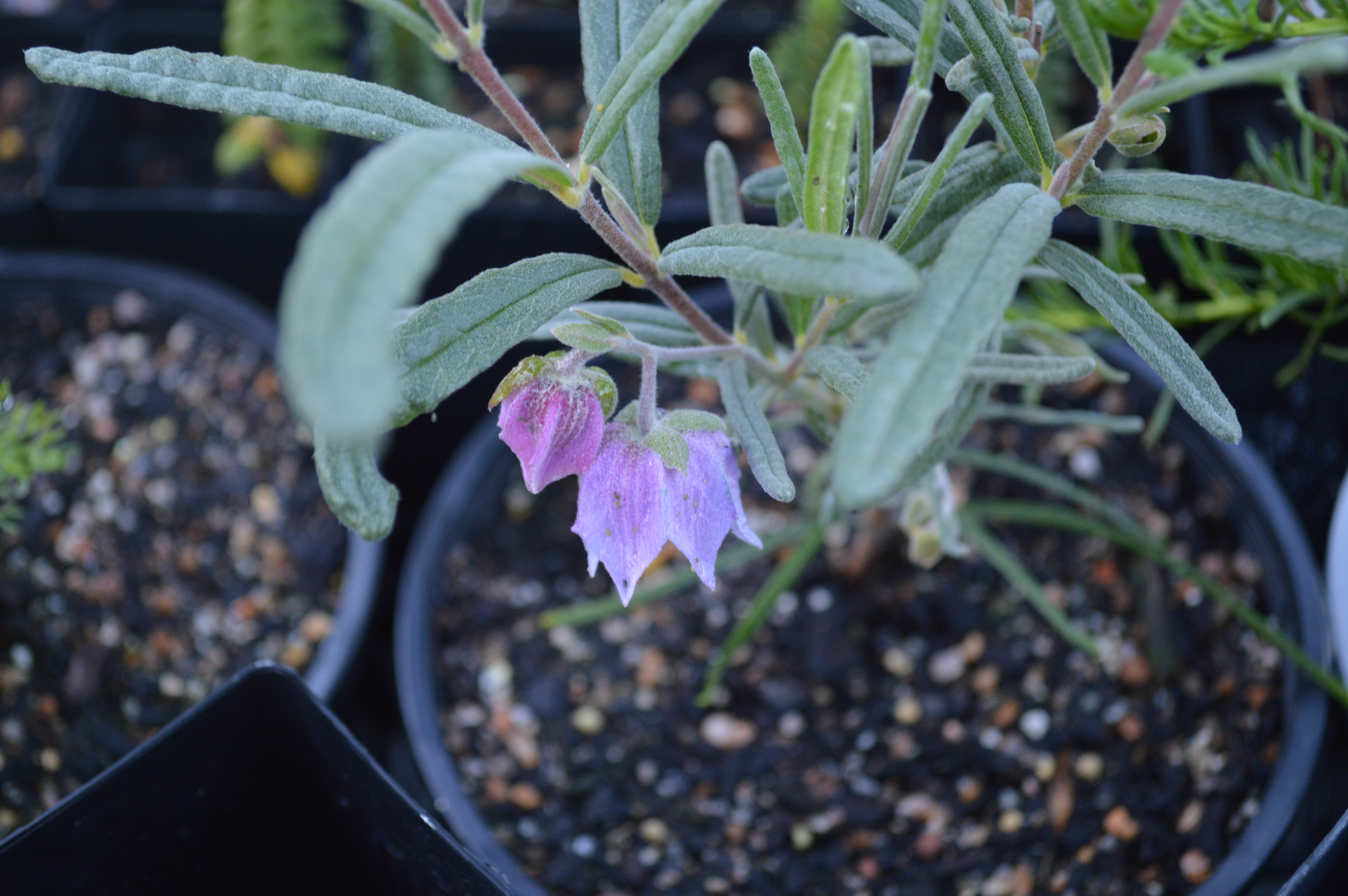Guichenotia macrantha