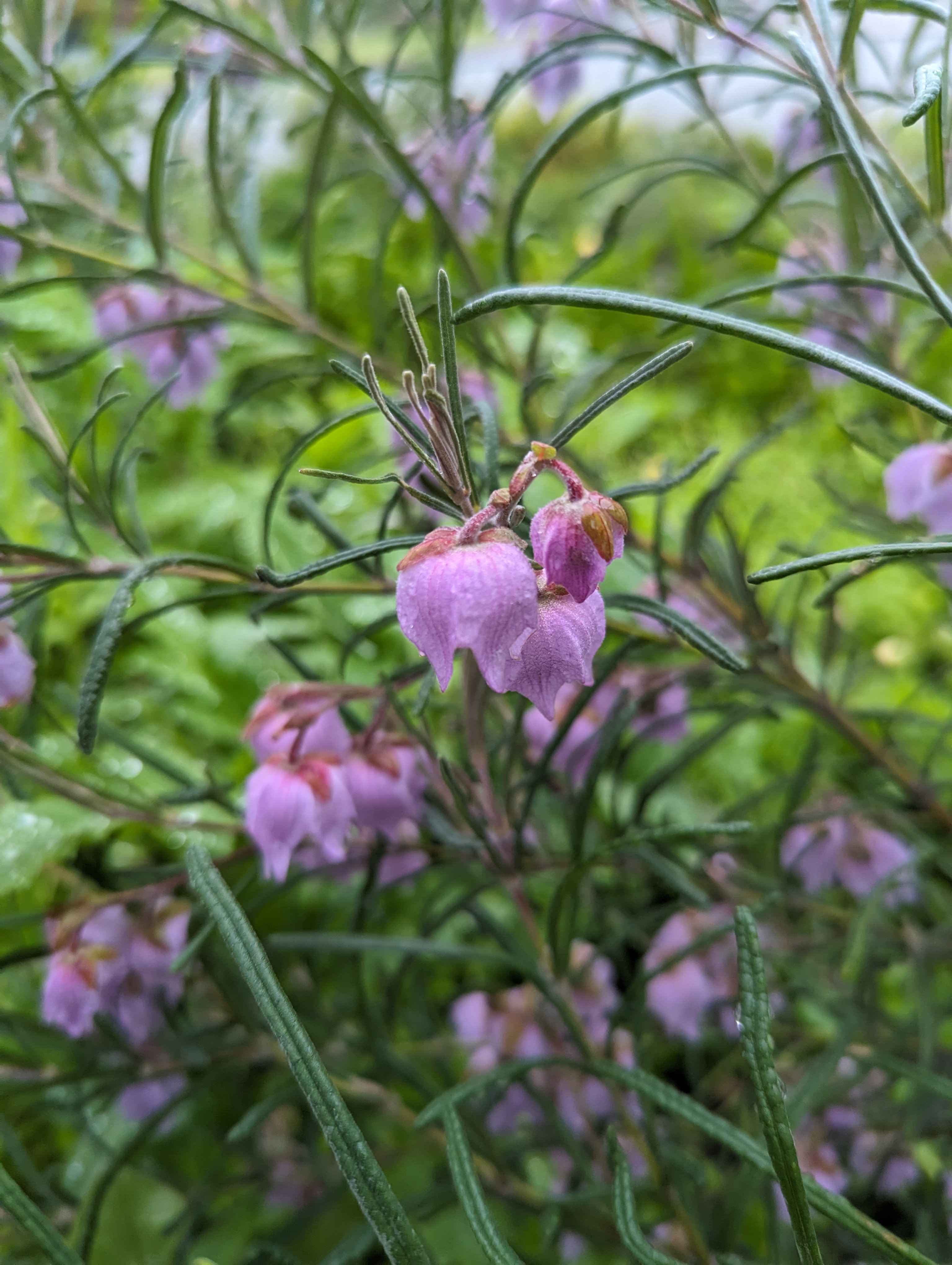 Guichenotia macrantha