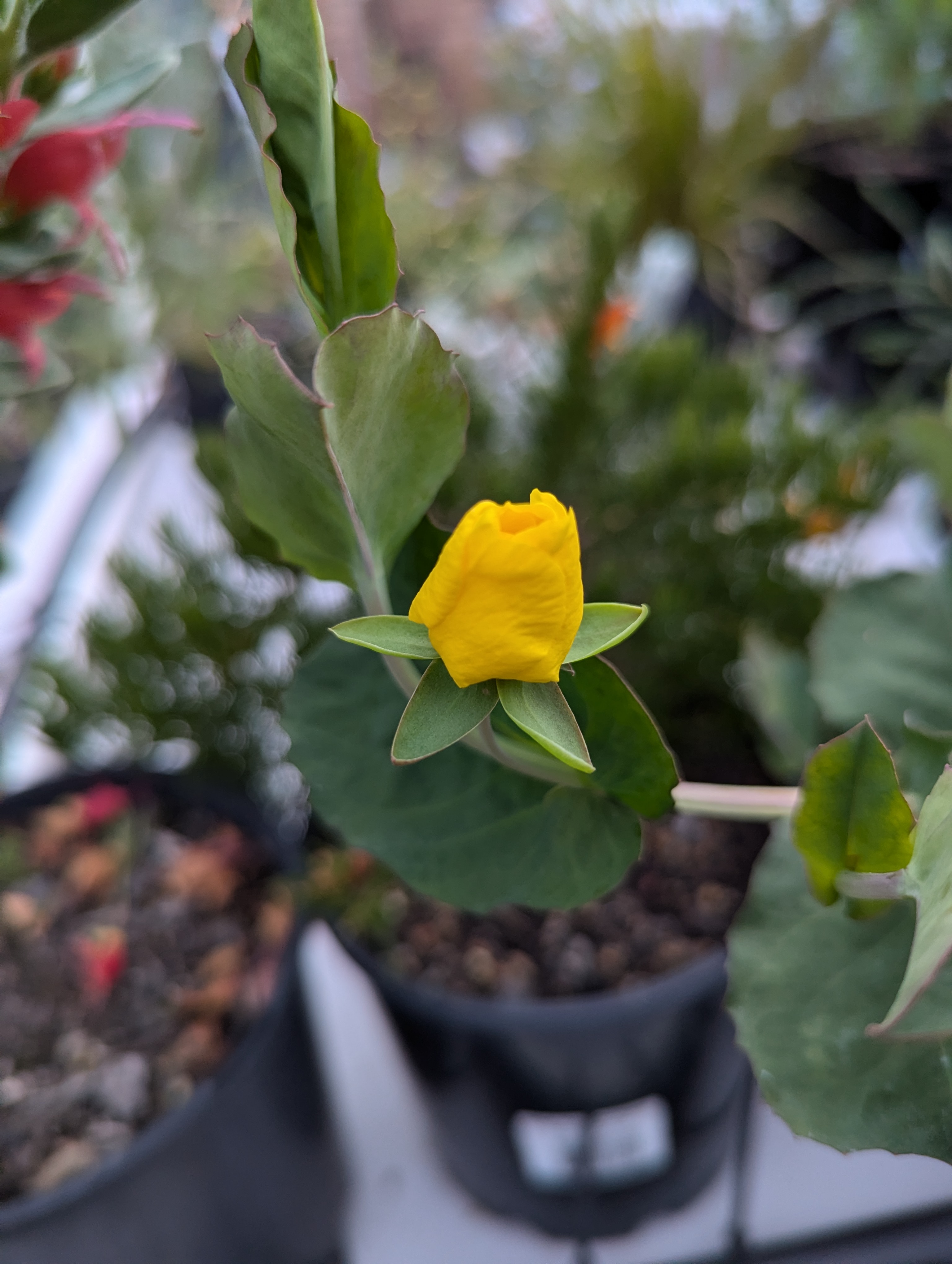 Hibbertia porongurupensis