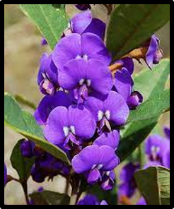 Hovea elliptica