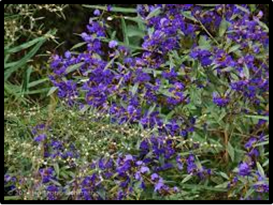 Hovea elliptica