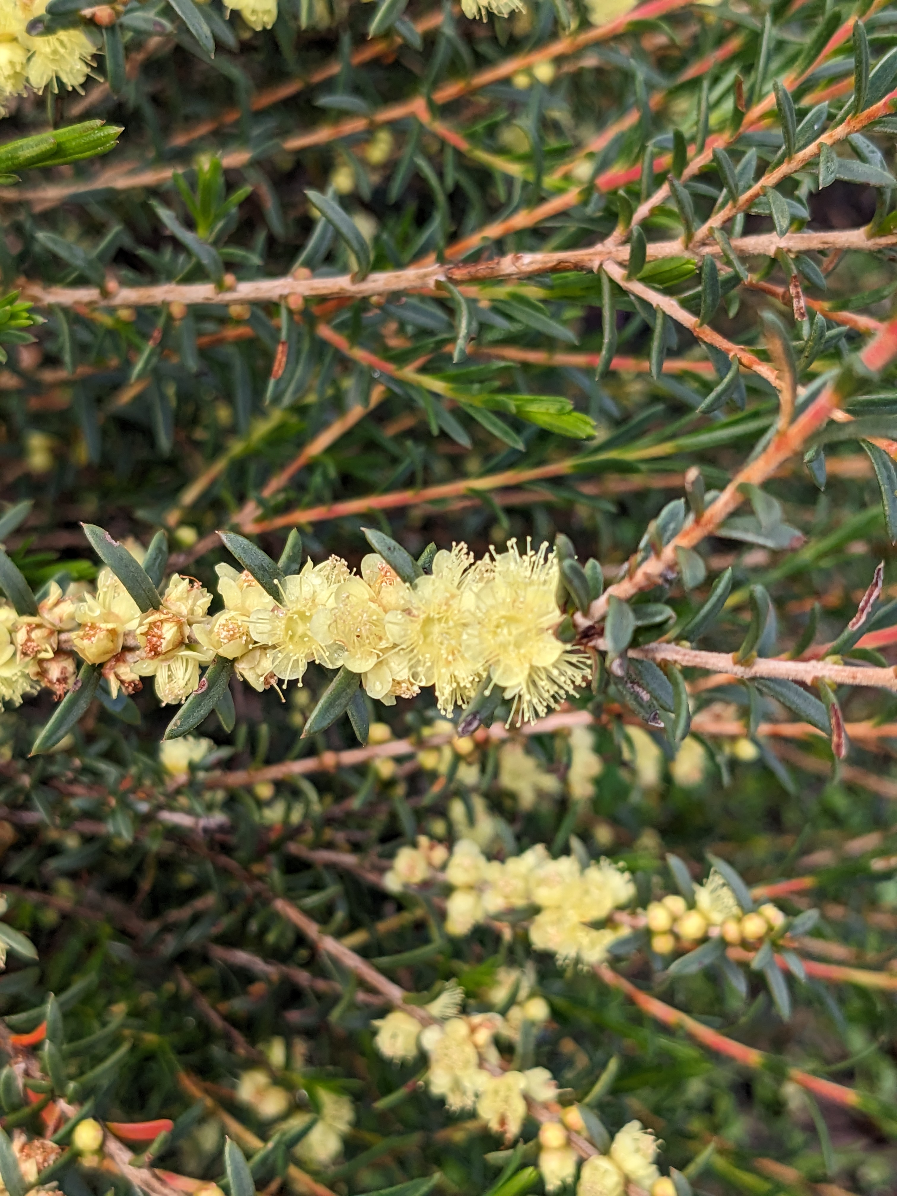 Hypocalymma gardneri