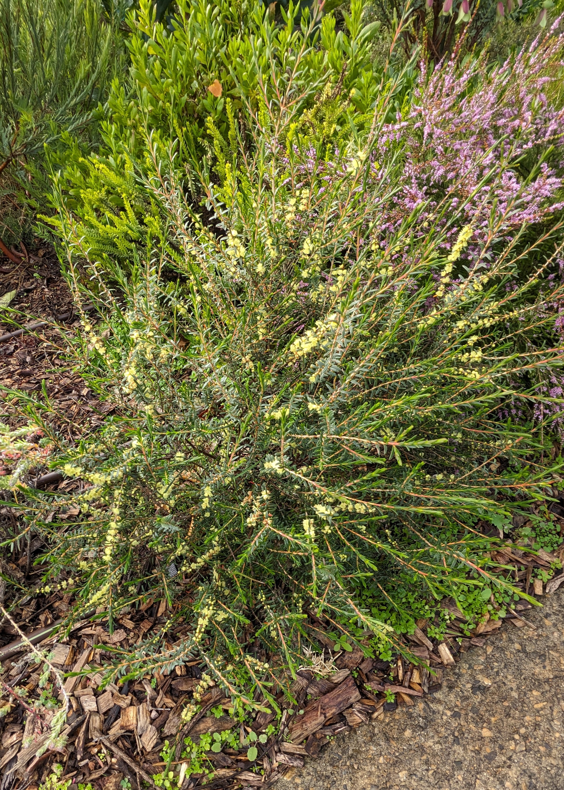 Hypocalymma gardneri