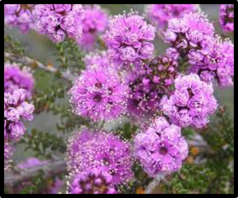 Kunzea recurva