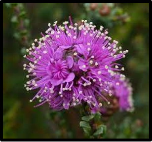 Kunzea recurva