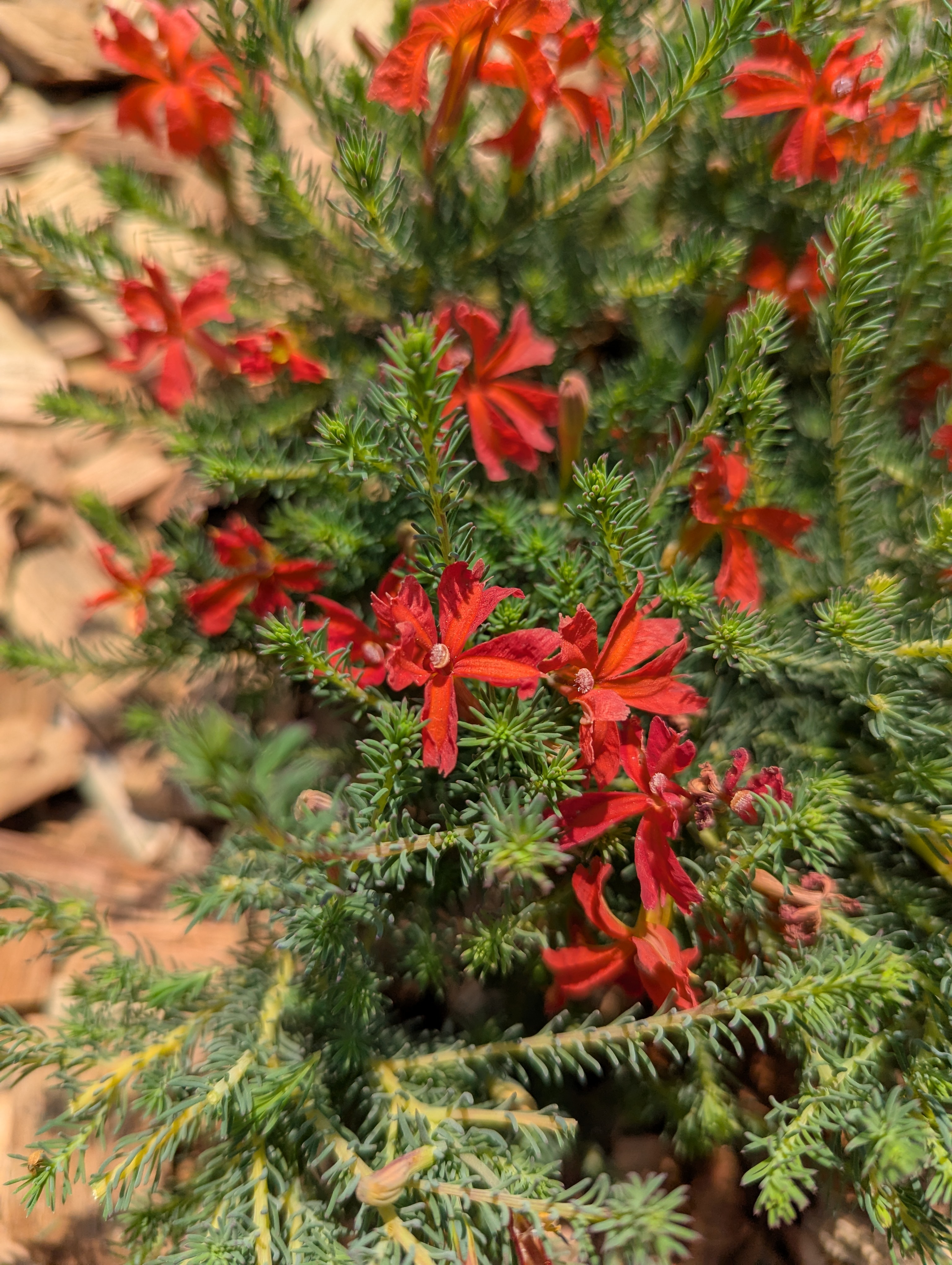 Lechenaultia laricina