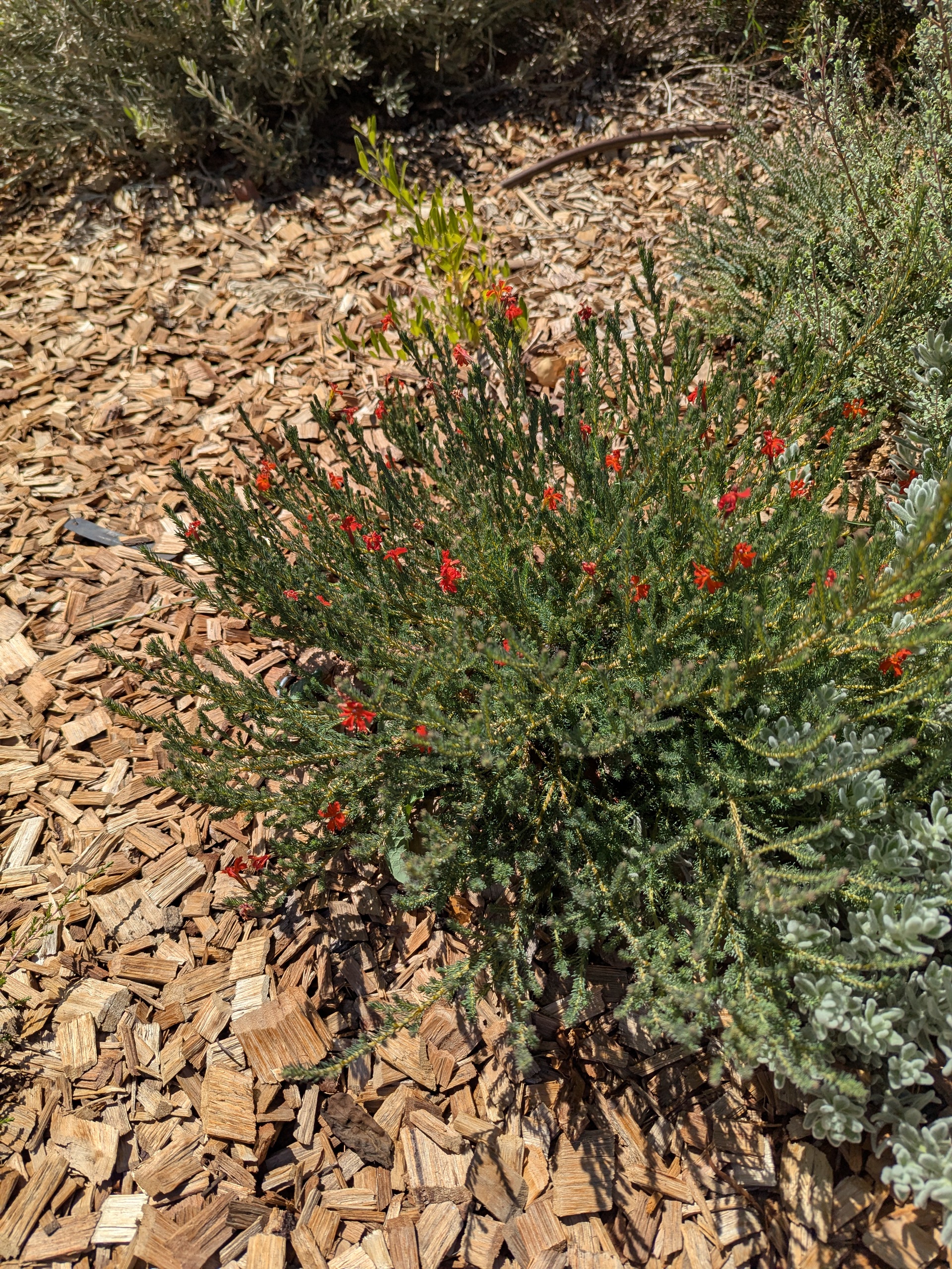Lechenaultia laricina