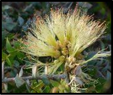 Melaleuca longistaminea