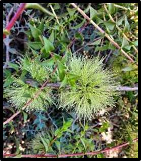 Melaleuca longistaminea