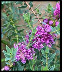 Melaleuca violacea