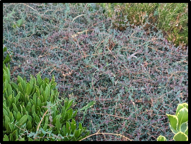 Melaleuca violacea