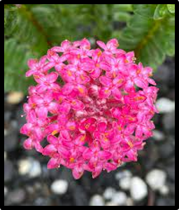 Pimelea ferruginea