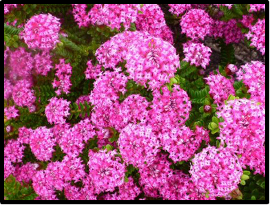 Pimelea ferruginea