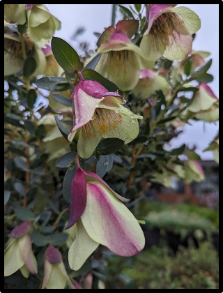 Pimelea physodes