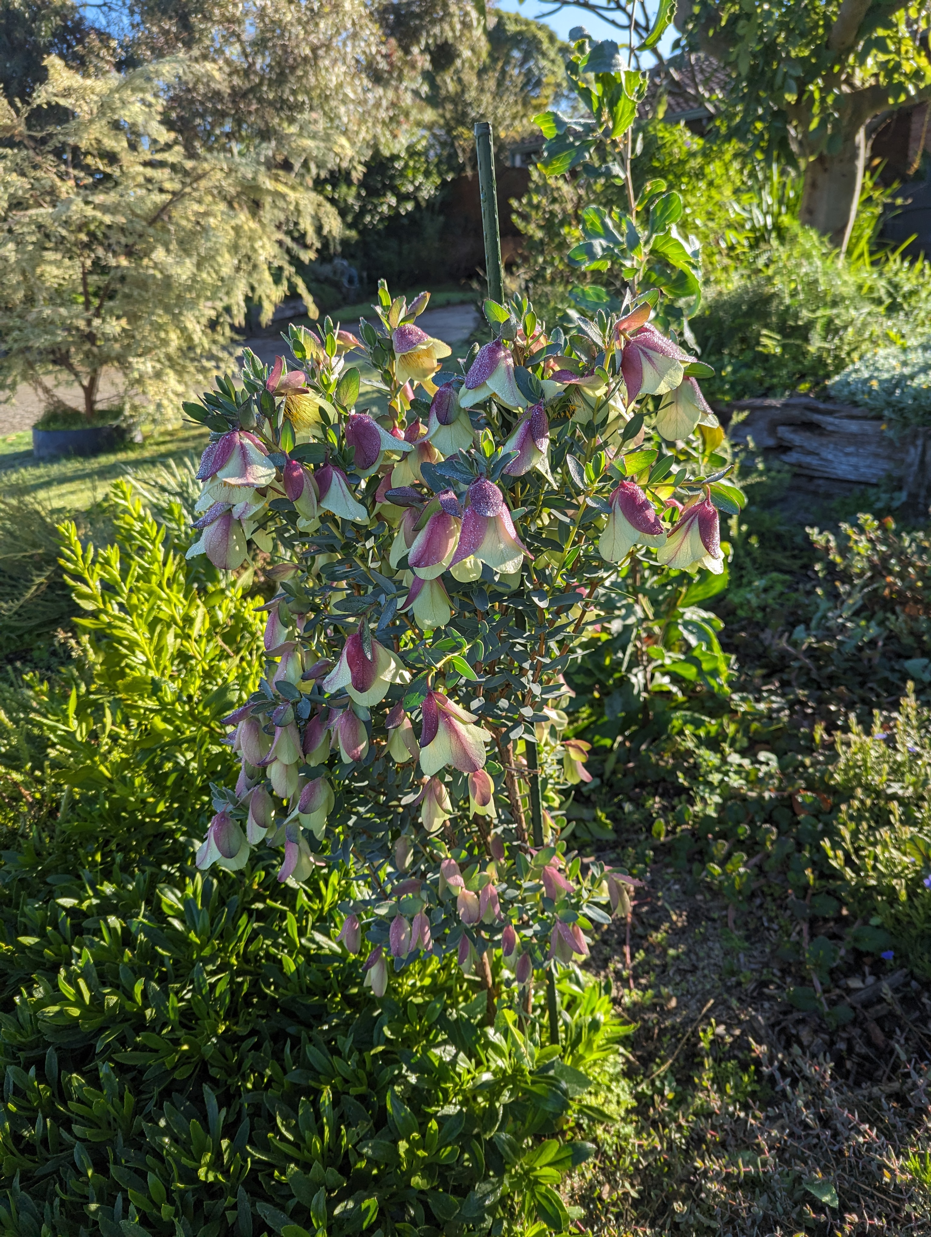 Pimelea physodes