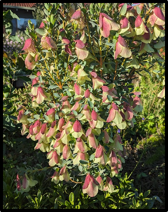 Pimelea physodes