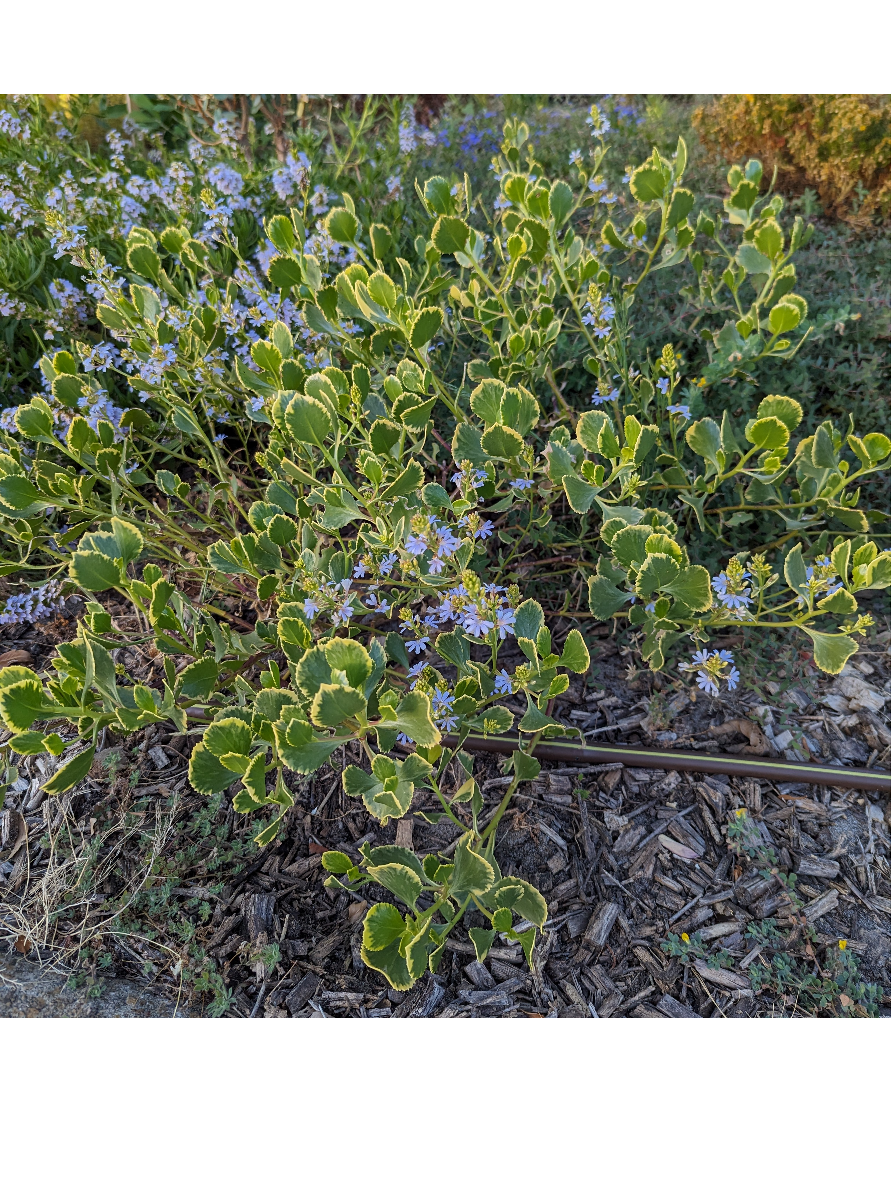 Scaevola crassifolia variegated
