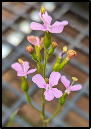 Stylidium affine