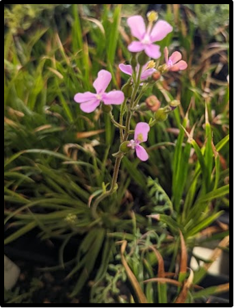 Stylidium affine