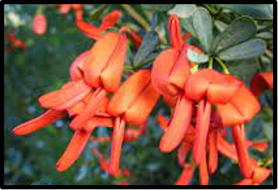 Templetonia retusa