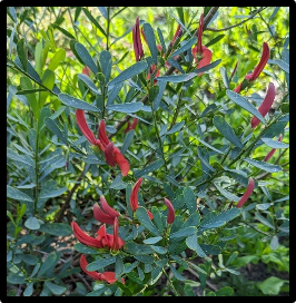 Templetonia retusa