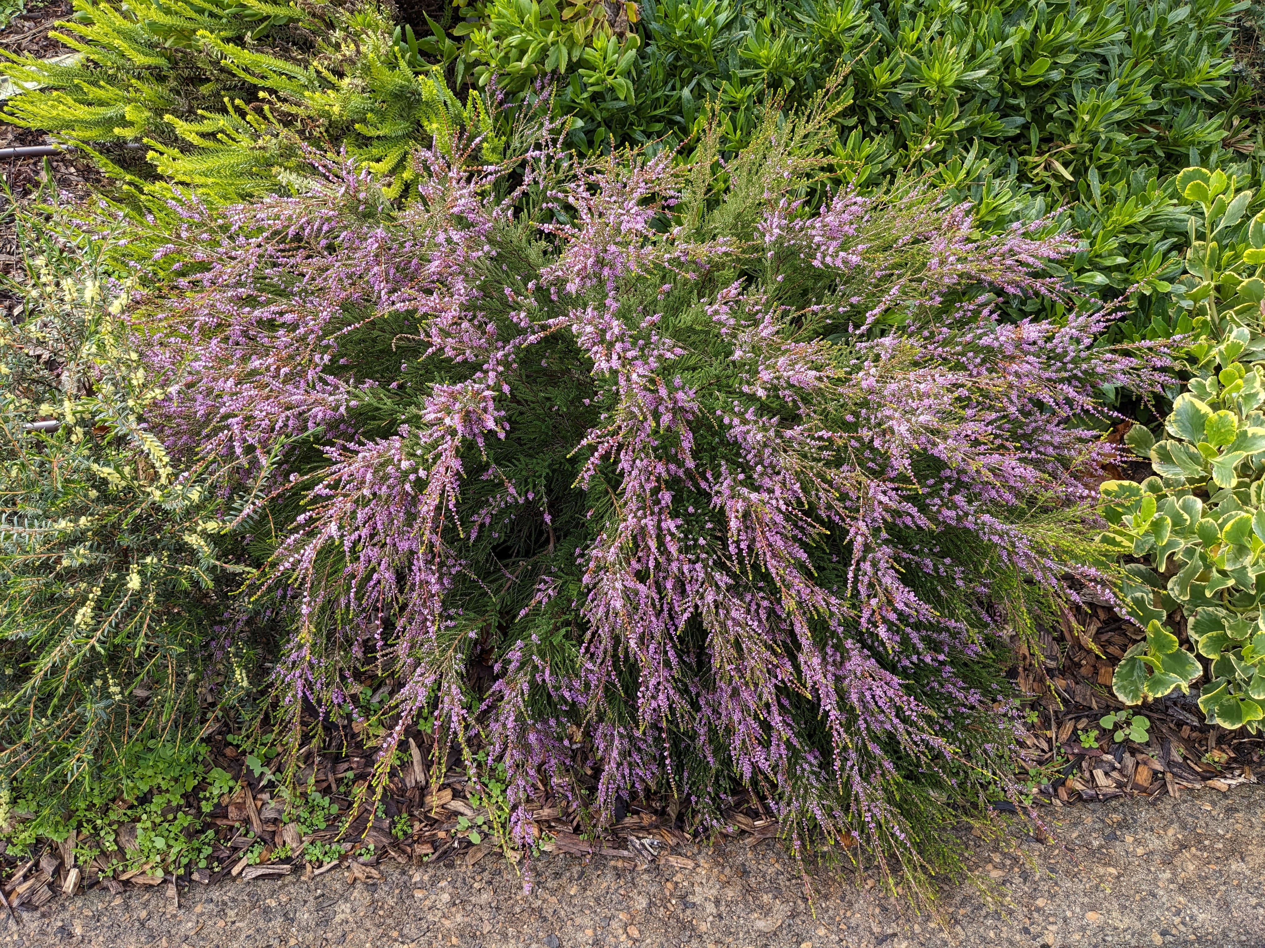 Thryptomene strongylophylla