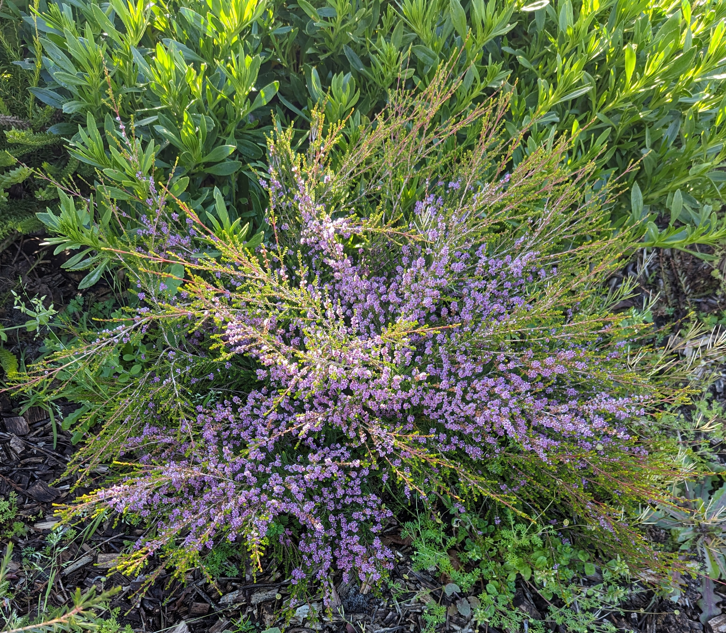 Thryptomene strongylophylla