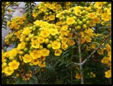 Verticordia cooloomia